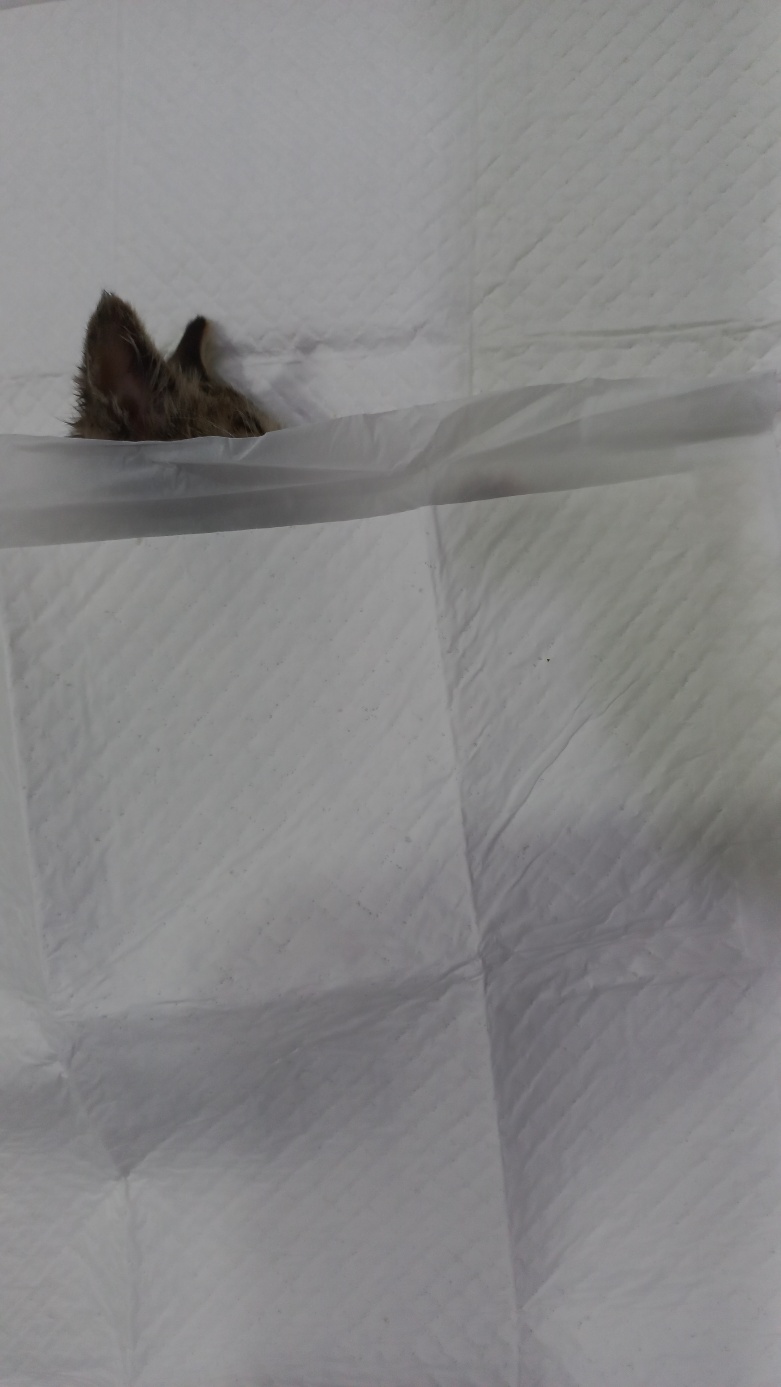 멘토동물병원_427346202400748